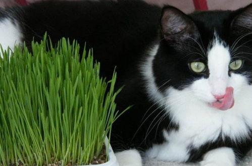 猫咪青草视频国产,国产萌宠新风尚