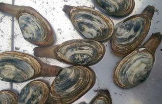 国产象拔蚌视频