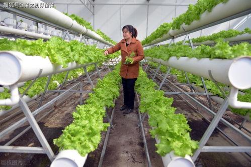 国产无土栽培技术视频,国产无土栽培技术革新之路