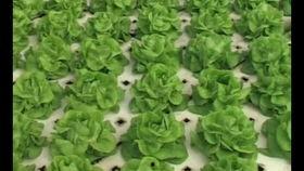 国产无土栽培技术视频,国产无土栽培技术革新之路