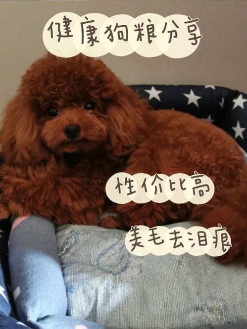 国产美毛狗粮视频,守护宠物毛发健康，尽享丝滑护理之旅