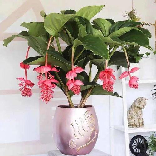 国产宝莲灯怎么养殖视频,跟随视频轻松掌握种植技巧 第1张 国产宝莲灯怎么养殖视频,跟随视频轻松掌握种植技巧 第1张