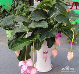 国产宝莲灯怎么养殖视频,跟随视频轻松掌握种植技巧 第2张 国产宝莲灯怎么养殖视频,跟随视频轻松掌握种植技巧 第2张