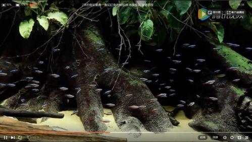 国产宝莲灯怎么养殖视频,跟随视频轻松掌握种植技巧 第3张 国产宝莲灯怎么养殖视频,跟随视频轻松掌握种植技巧 第3张