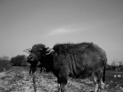 牛牛碰碰视频国产,牛牛碰碰视频引领国产短视频潮流 第2张 牛牛碰碰视频国产,牛牛碰碰视频引领国产短视频潮流 第2张