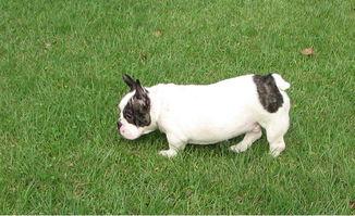 牛牛碰碰视频国产,牛牛碰碰视频引领国产短视频潮流 第3张 牛牛碰碰视频国产,牛牛碰碰视频引领国产短视频潮流 第3张